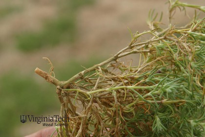 Weed photograph 3