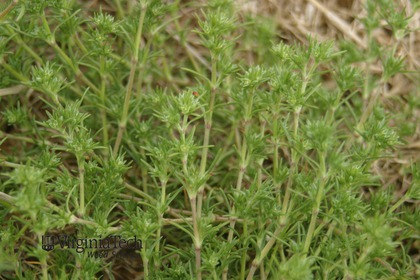 Weed photograph 4