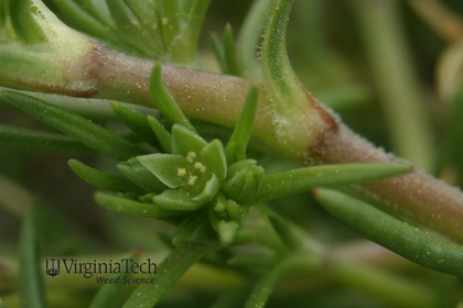 Weed photograph 5