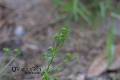 Weed photograph 2