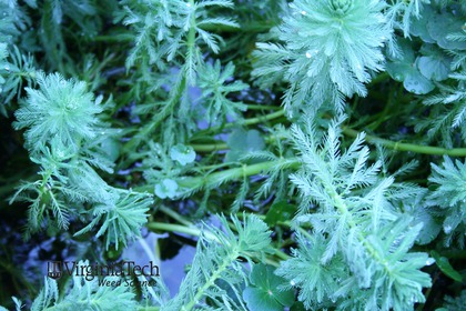 Weed photograph 2