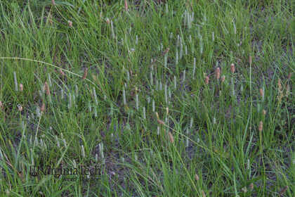 Weed photograph 2