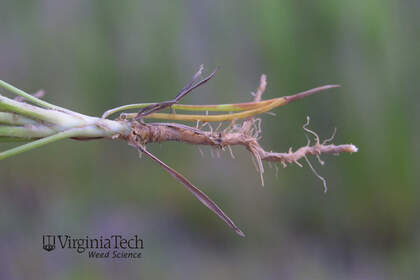 Weed photograph 3