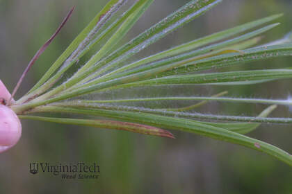 Weed photograph 4