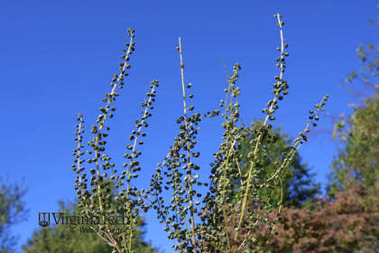 Weed photograph 2