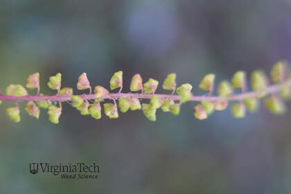 Weed photograph 3
