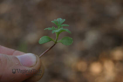Weed photograph 4