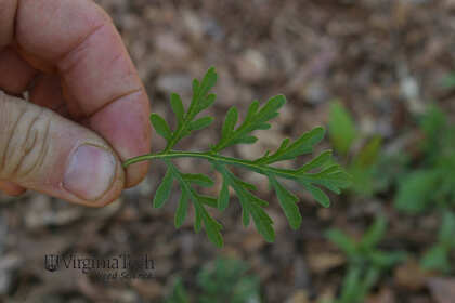 Weed photograph 6
