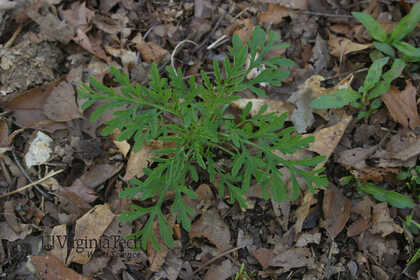 Weed photograph 7