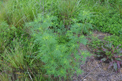 Weed photograph 8