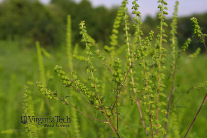 Weed photograph 9