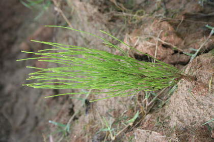 Weed photograph 1