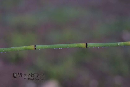 Weed photograph 6