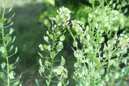 Weed photograph 2