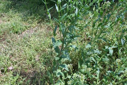 Weed photograph 3