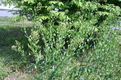 Weed photograph 4