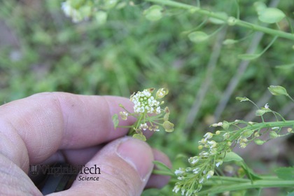 Weed photograph 5