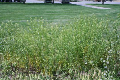 Weed photograph 6