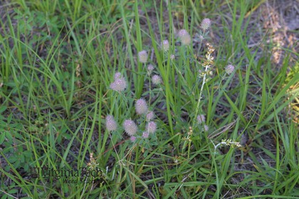 Weed photograph 1