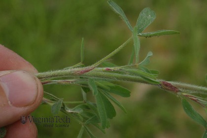 Weed photograph 2