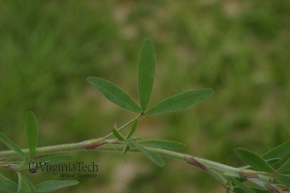 Weed photograph 3