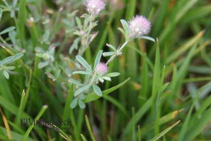 Weed photograph 6