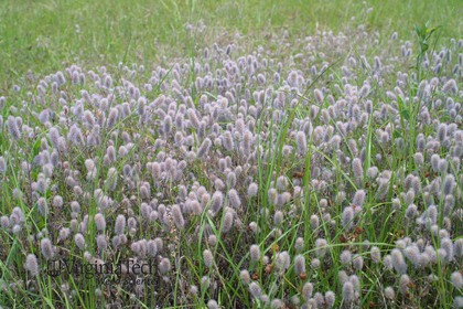 Weed photograph 7