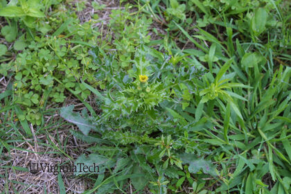 Weed photograph 6