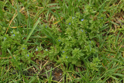 Weed photograph 6