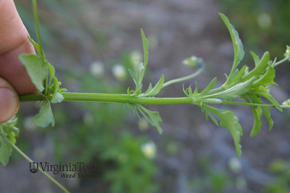 Weed photograph 6