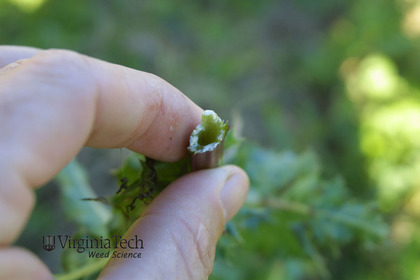 Weed photograph 3