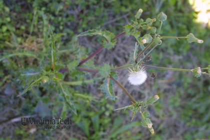 Weed photograph 4