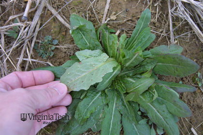 Weed photograph 5