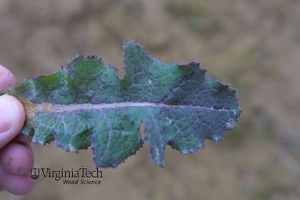 Weed photograph 7