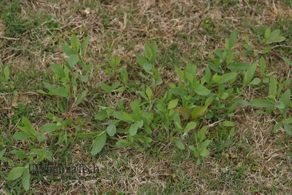 Weed photograph 1