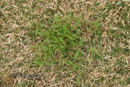 Weed photograph 3