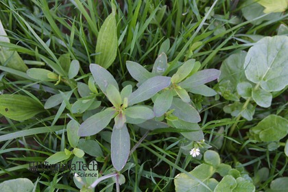 Weed photograph 6