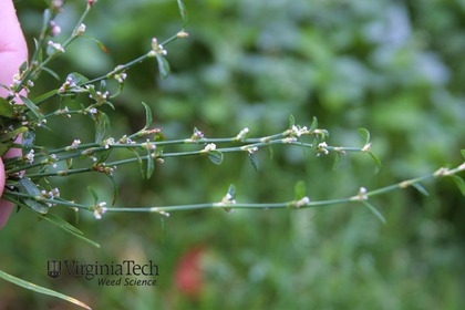 Weed photograph 7