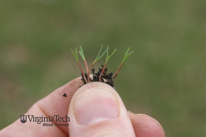 Weed photograph 8
