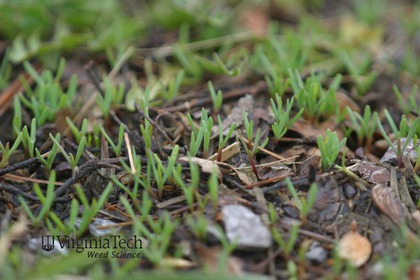 Weed photograph 9