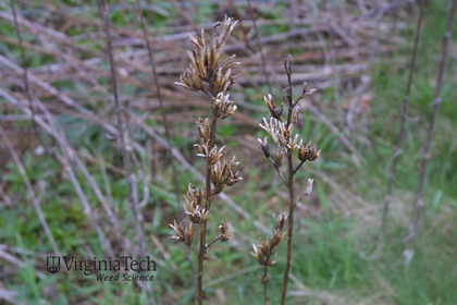 Weed photograph 5