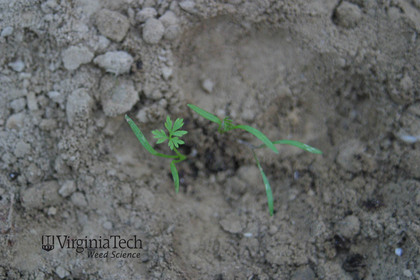 Weed photograph 2