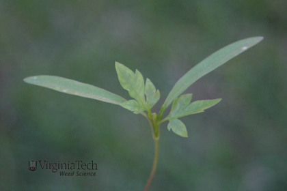 Weed photograph 3