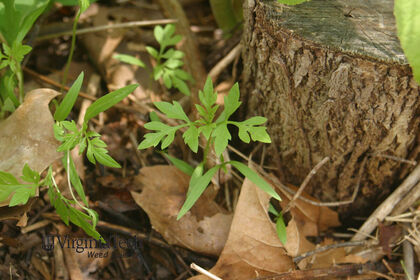 Weed photograph 4
