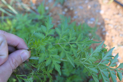 Weed photograph 5