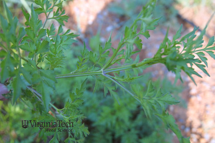 Weed photograph 6