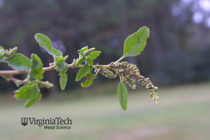 Weed photograph 1