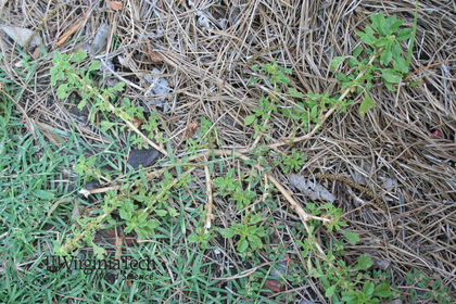 Weed photograph 3