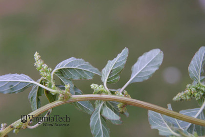 Weed photograph 4