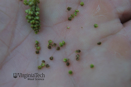 Weed photograph 5